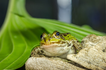 frog and green sheet