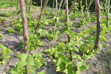 Fototapeta na wymiar Lettuce grows between the string beans.