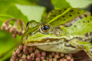 Green frog ready to hunting