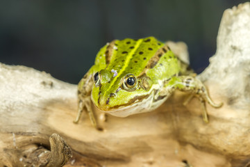 Small ready to hunting
