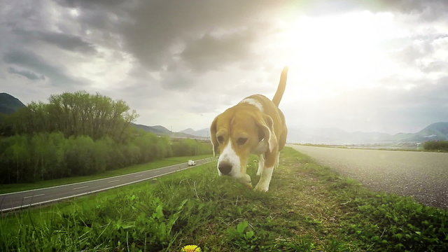 A slow motion video: beagle exploring new ground through the ability to sniff