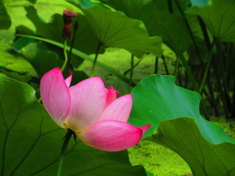 9 Best 蓮根の花images Stock Photos Vectors Adobe Stock 9 Best 蓮根の花images Stock Photos Vectors Adobe Stock