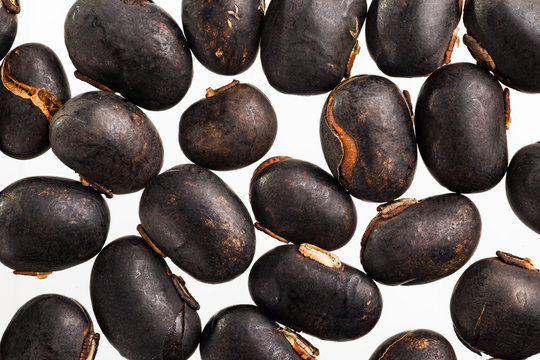 Mucuna pruriens, a tropical legume also known as velvet bean