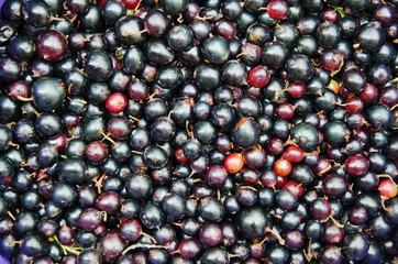 Background food - Black currant