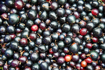 Background food - Black currant