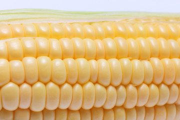 トウモロコシ
