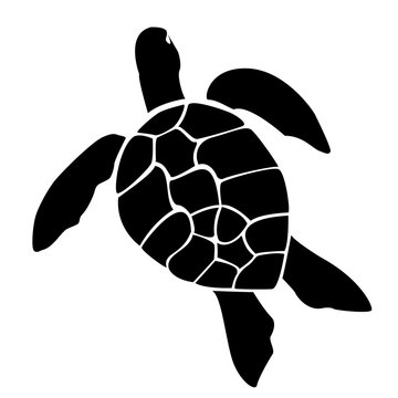 Sea turtle vector image, graphics.  