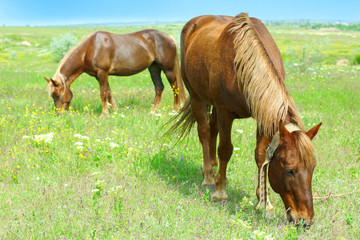 Fototapeta premium Two beautiful horses grazing on meadow