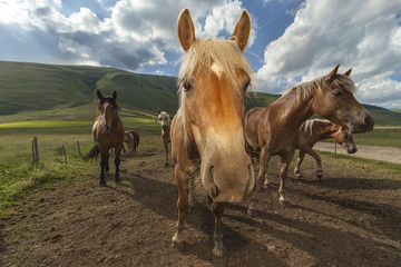 Gruppo di cavalli in una fattoria. Cielo con nuvole sullo sfondo