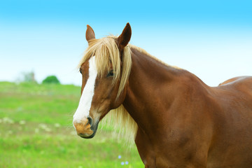 Obraz premium Beautiful brown horse grazing on meadow