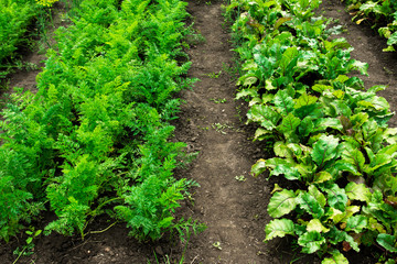 Vegetable patches