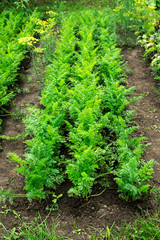 Carrot patch