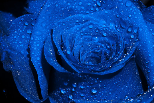 Fototapeta Blue Rose with Droplets