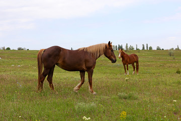 Naklejka na ściany i meble Two beautiful horses grazing on meadow