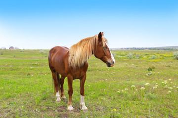 Naklejka na ściany i meble Beautiful brown horse grazing on meadow