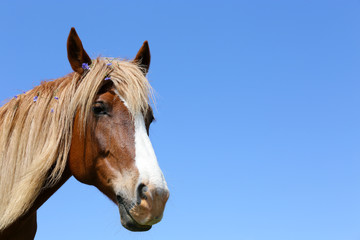 Obraz na płótnie Canvas Portrait of beautiful brown horse, outdoors