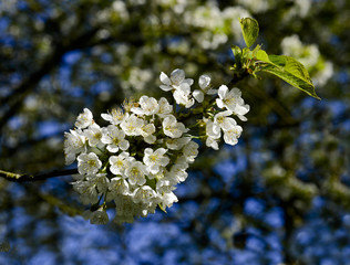 The fruit tree blossom in Ortenau, Baden-Württemberg, Germany