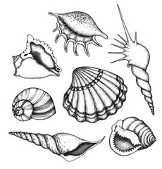 Sea shells set