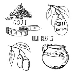 Goji berries sketch