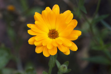 Calendula officinalis Asteraceae - Calendula