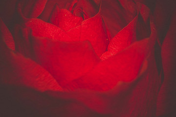 Red Rose Macro Retro