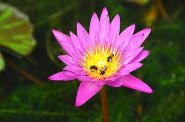 lotus,flowers,bee,bee flowers,nature,wall,water,background,garden,plant,color,petal,green,flora