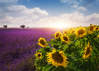 Lavender and sunflowers fields