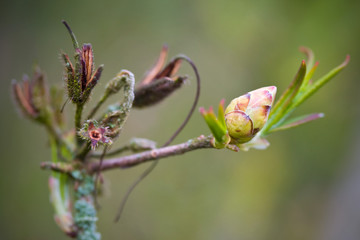 Rhododendron blooming