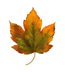 Bright orange maple leaf on white background