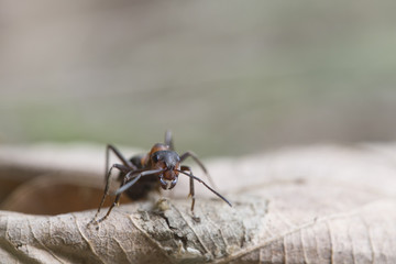 Red wood ant - Formica rufa