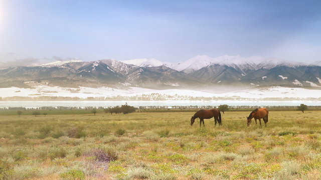 Wild horses grazing on the meadow at the foot of snow-covered mountains