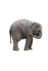 Naklejka premium The baby elephant is boring, he tries to deal