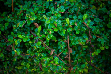 Plenty of wet leaves