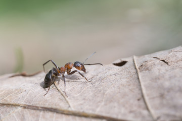 Red wood ant - Formica rufa