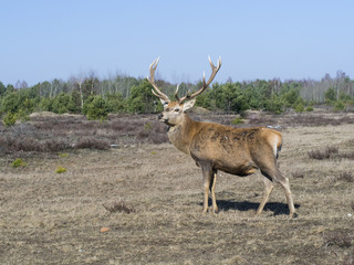 Red deer - Cervus elaphus