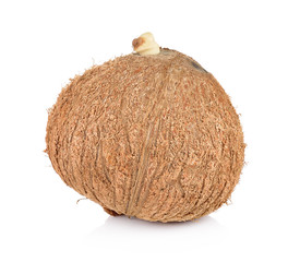 coconut closeup on a white background