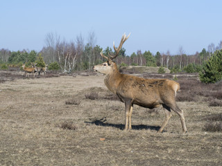 Red deer - Cervus elaphus