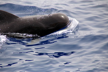 Delfin © Fontanis