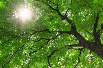 green nature  forest sunlight backgrounds