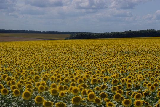 Field of sunflowers on a background of blue sky. 