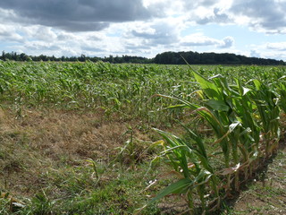 Maisfeld mit Gewitterwolken am Himmel