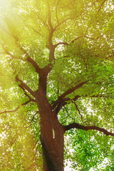 Fototapeta premium green nature forest sunlight backgrounds