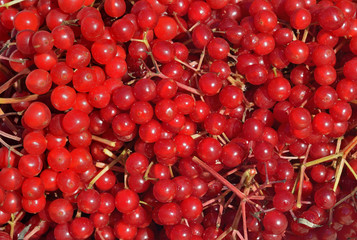 Berries of arrow-wood 16