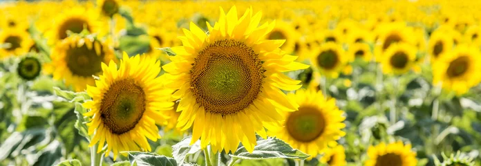 Window stickers Sunflower sunflower Field in the countryside
