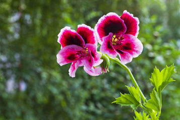 flower pelargonium