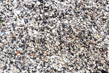 Pile of seashells on beach sand