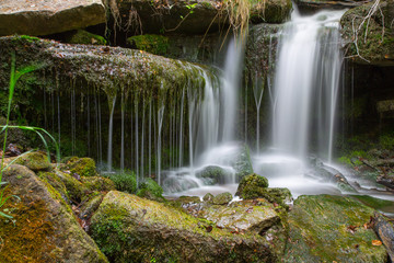 Obraz premium Waterfall in forest