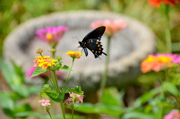 Black Swallowtail butterfly on top of lfowers