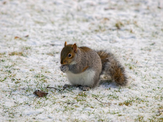 Squirrel in snow