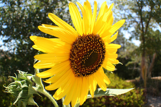 Sunflower close up stock photo